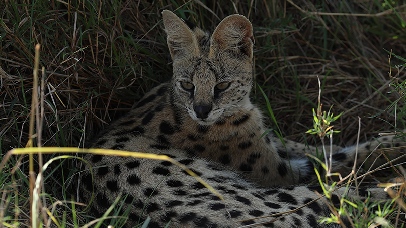 Animal Lynx