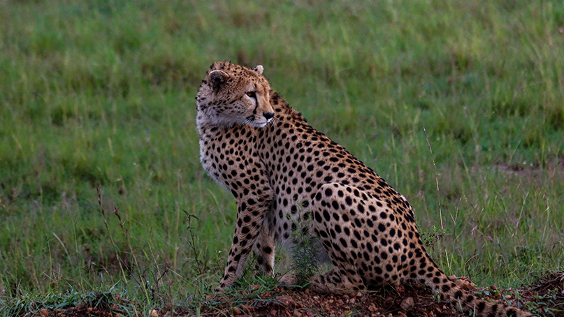 Animal Leopard