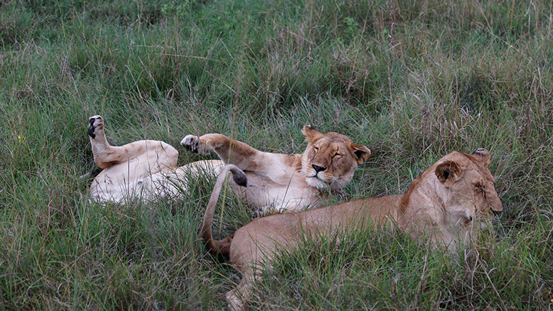 Animal Lions