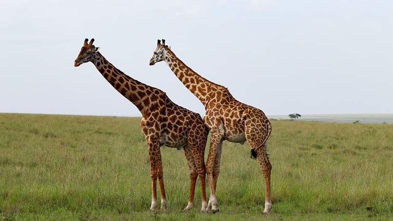 Animal-Giraffe