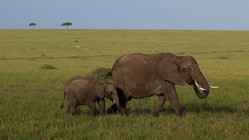 Animal-Elephant